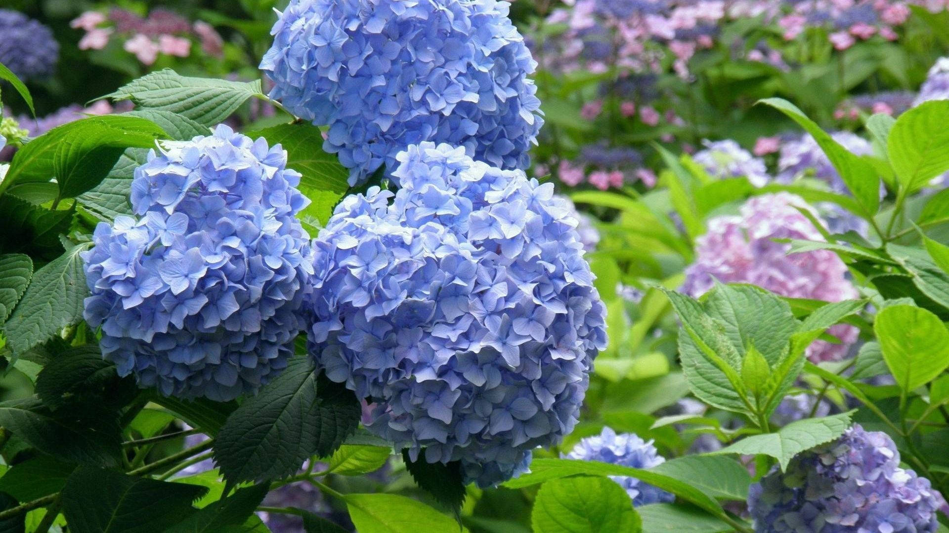 Soft Blue Hydrangea Flowers Background