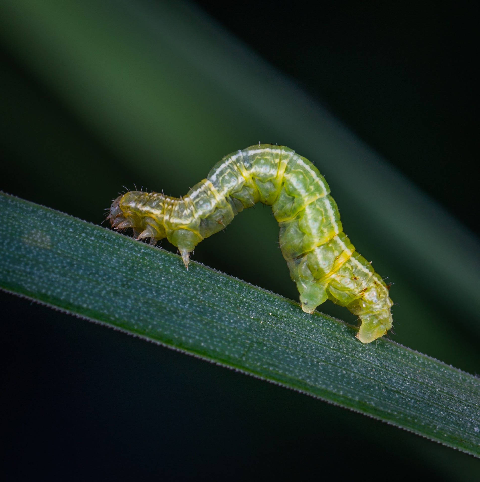 Soft-bodied Green Caterpillar Background