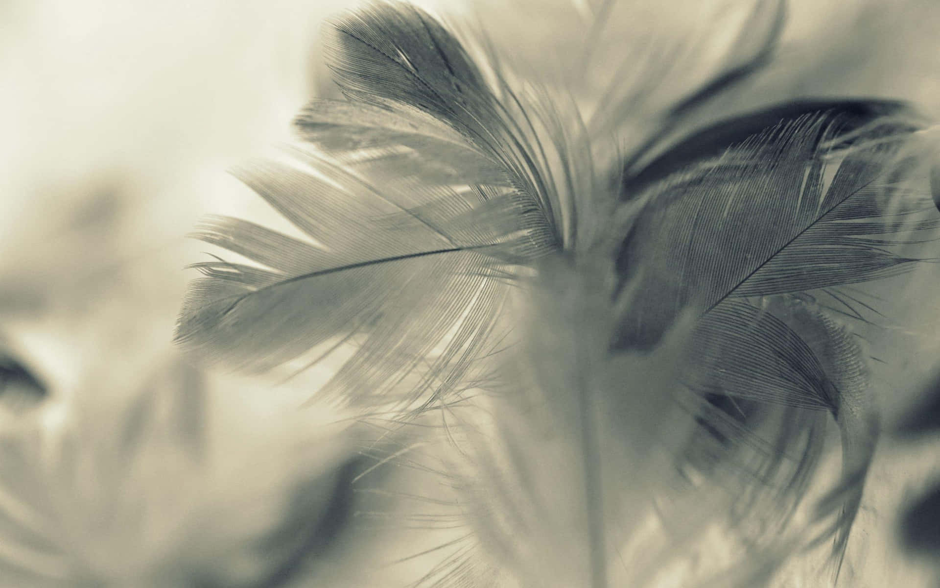 Soft Feather Closeup Sepia Tone Background