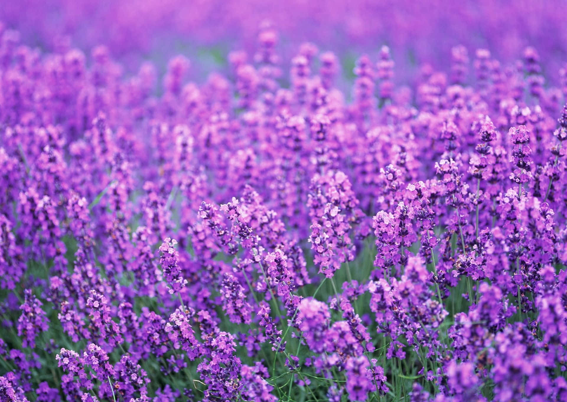 Soft Focused Lavender Purple Flowers Background