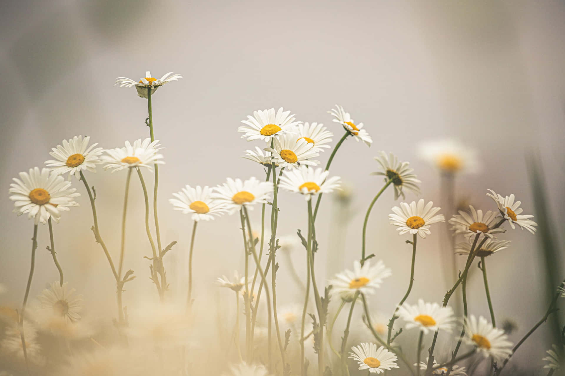 Soft Light On Daisy Aesthetic Computer Background