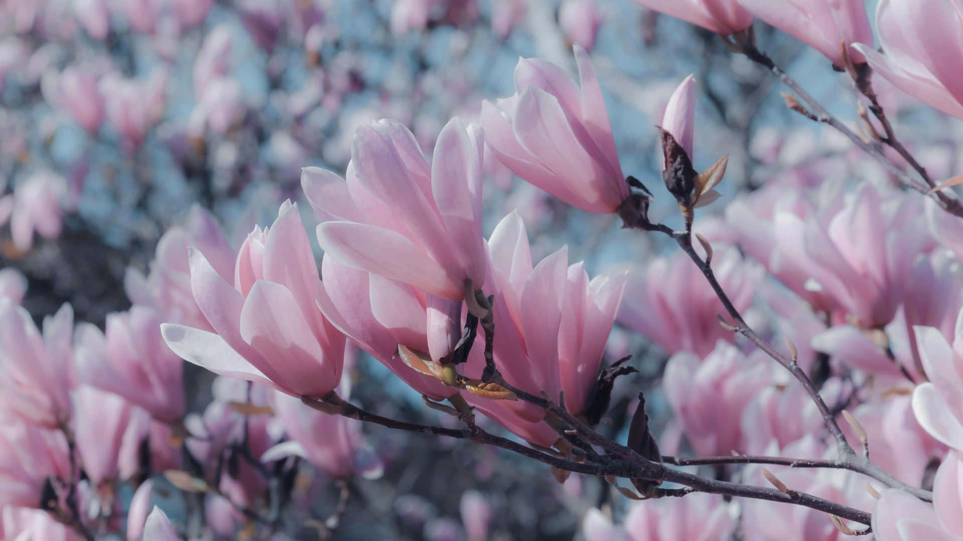 Soft Look Magnolia Flower Field