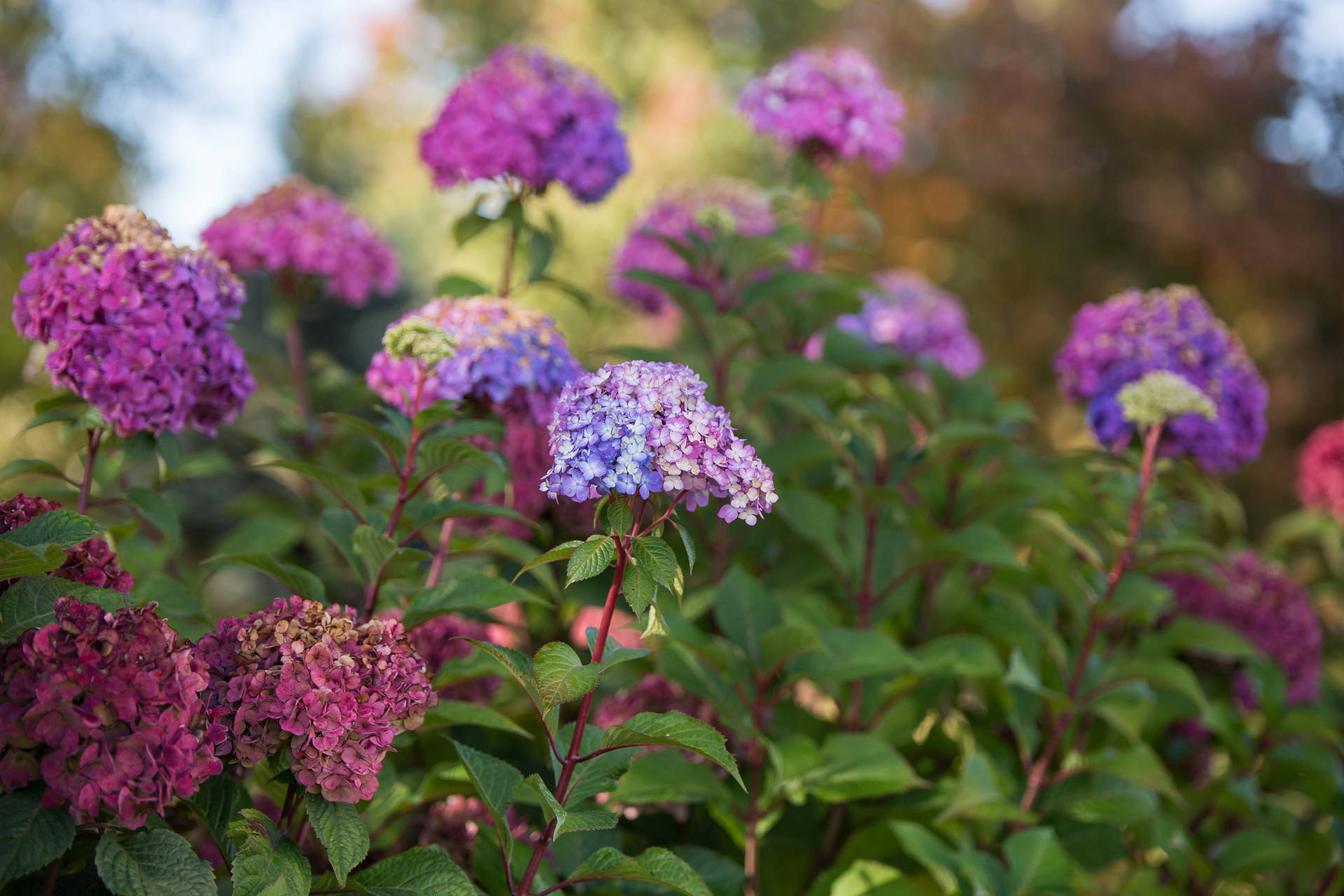 Soft Pink And Purple Hydrangea Flowers Background