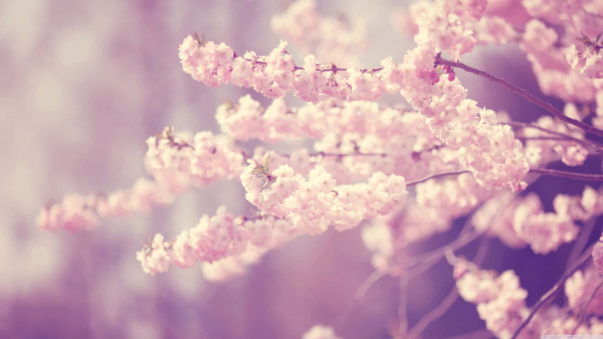 Soft Pink Cherry Blossom Blooms Among A Vibrant Spring Landscape. Background