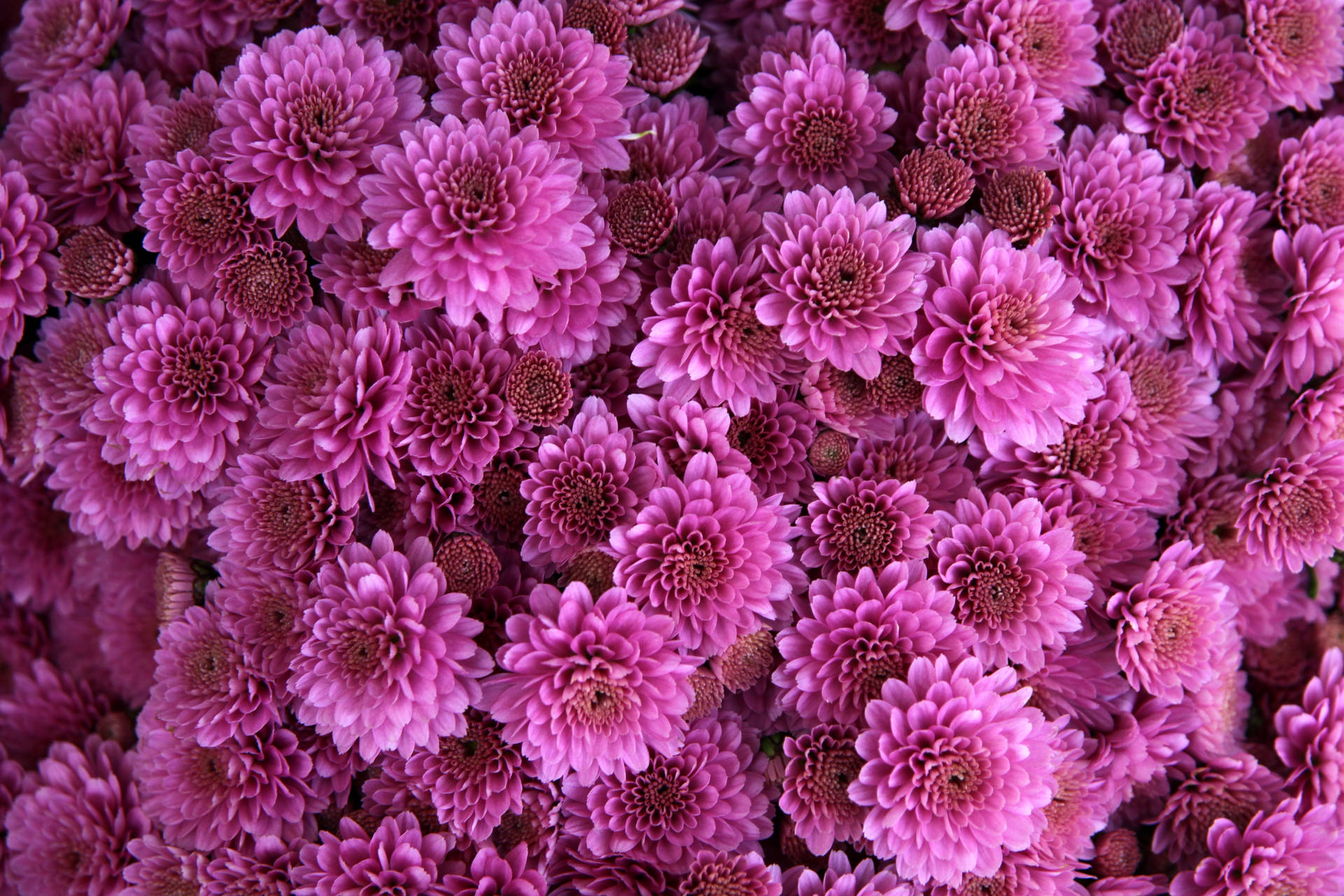 Soft Pink Color Flowers