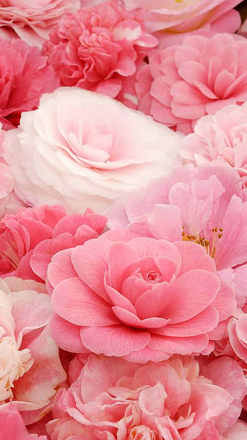 Soft Pink Flowers Background