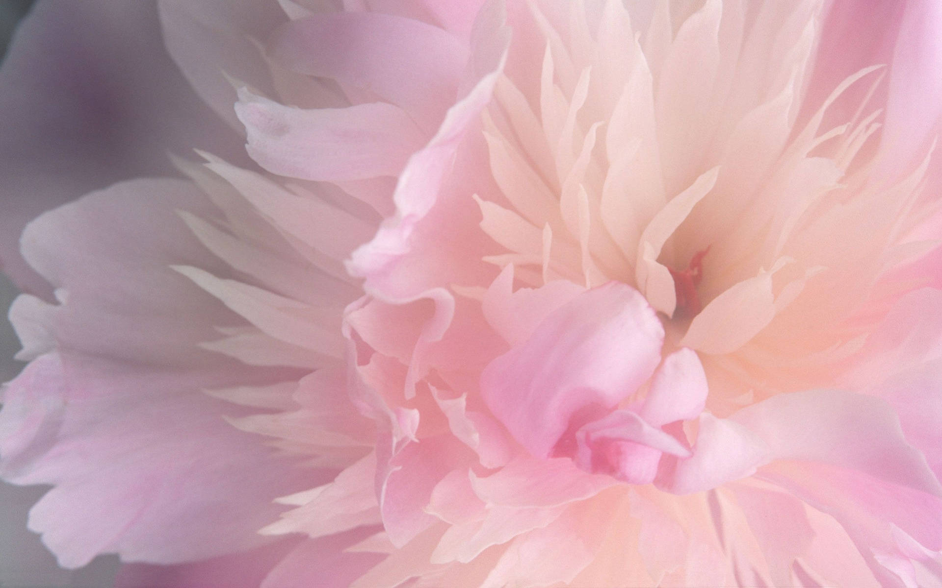 Soft Pink Peony Background