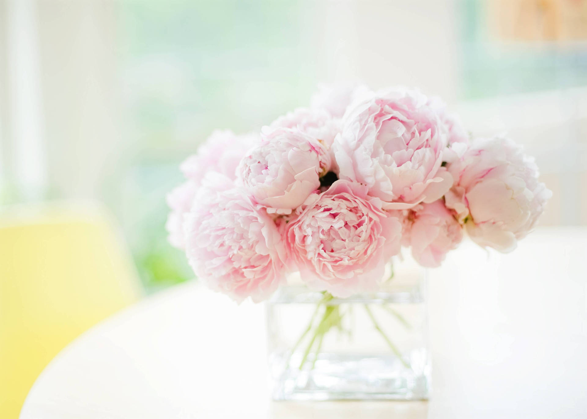 Soft Pink Peony Flowers In Vase