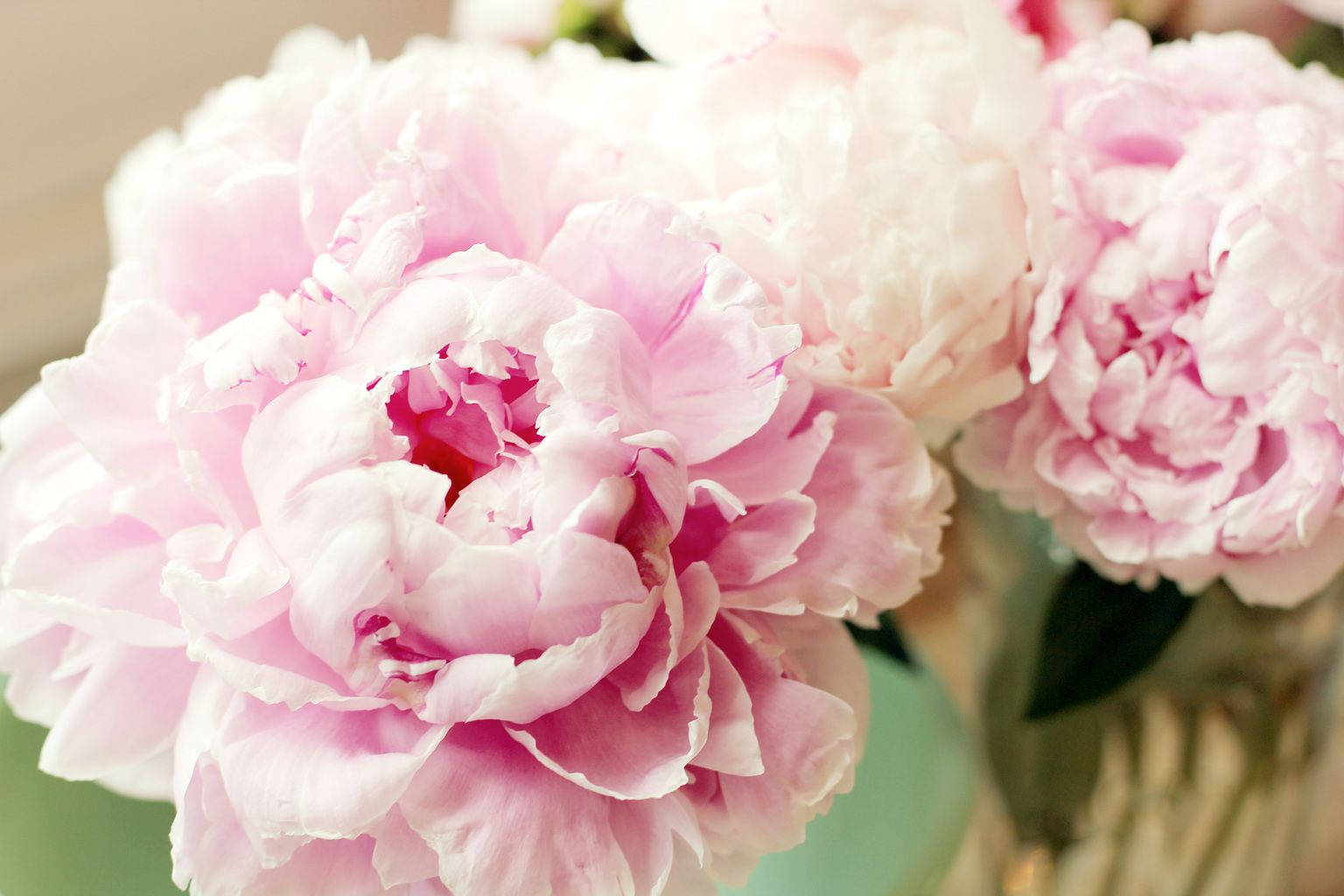 Soft Pink Peony Flowers Photo Background