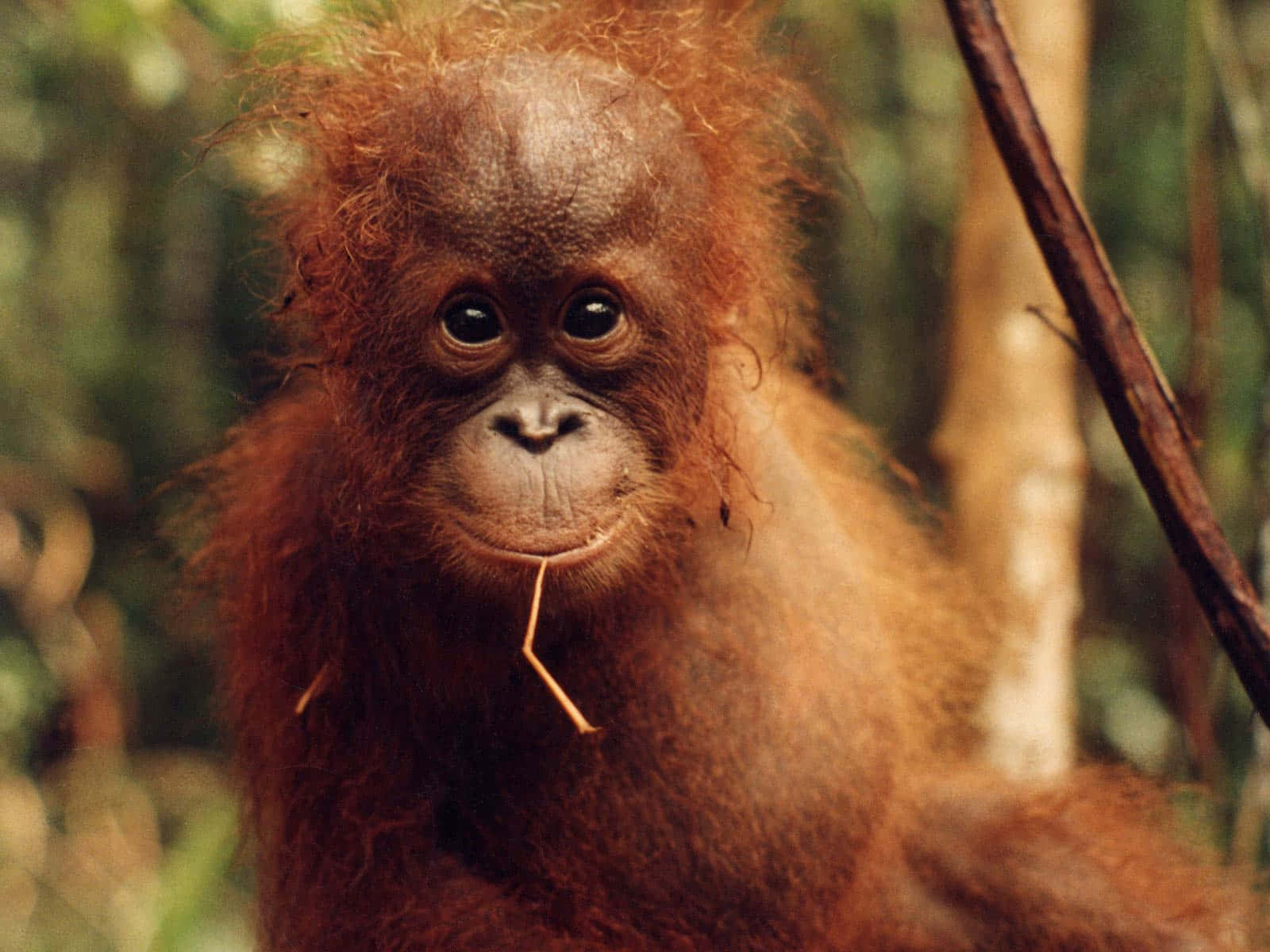 Soft Pinkish Face Baby Orangutan