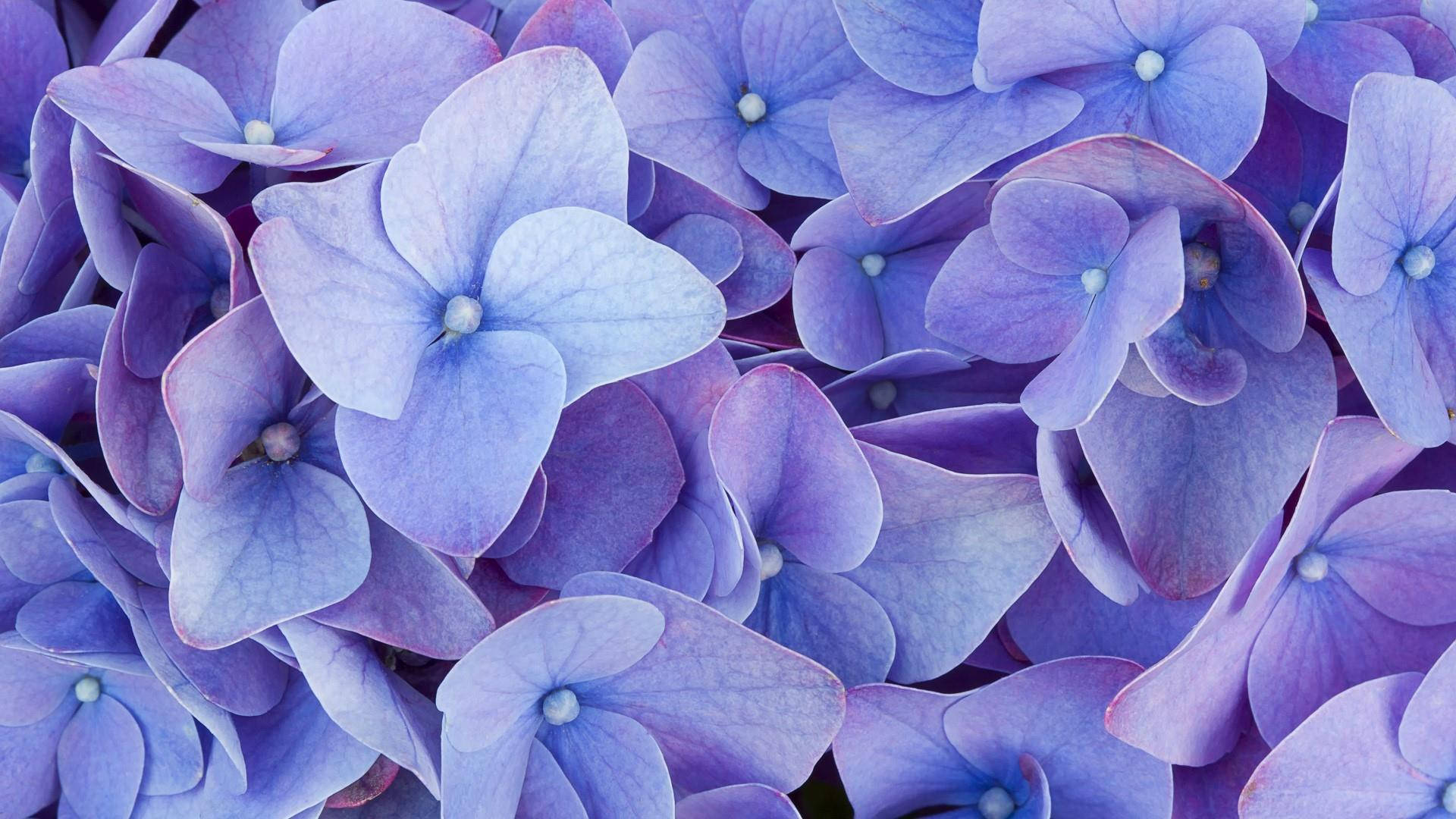 Soft Violet Hydrangea Flower Close Up Background