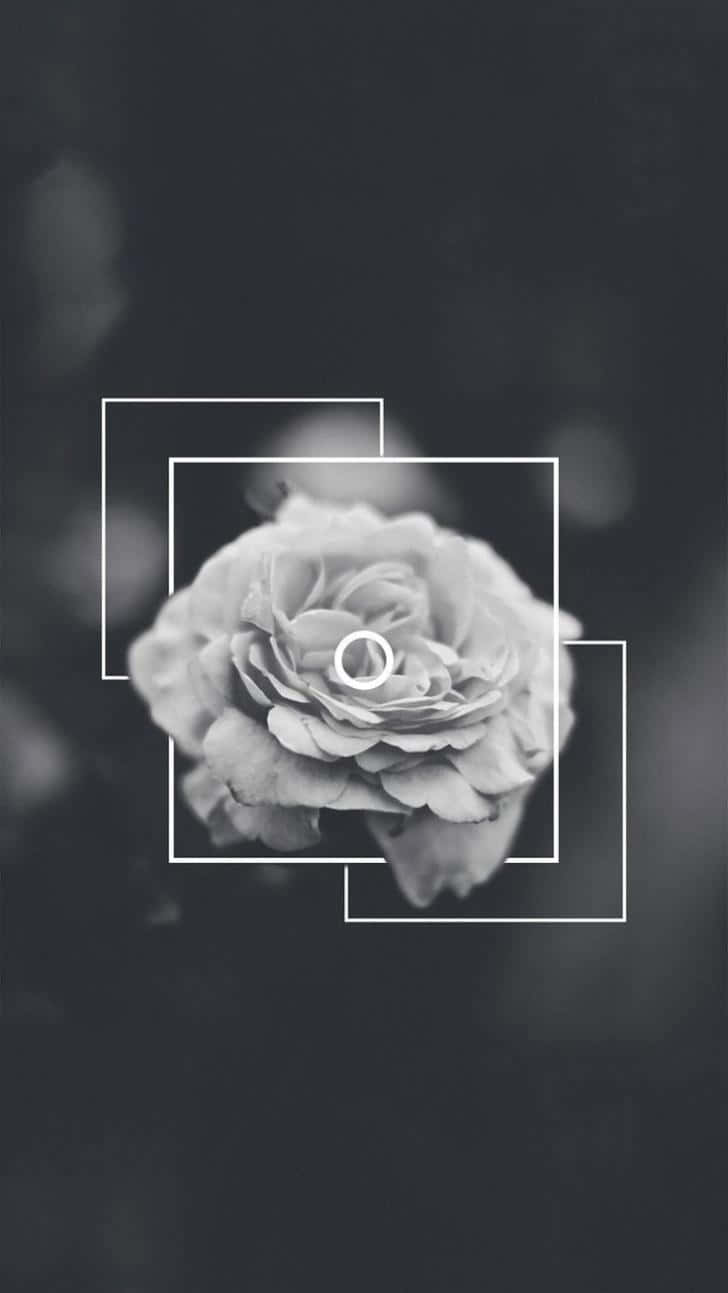 Soft White Aesthetic Flower Background