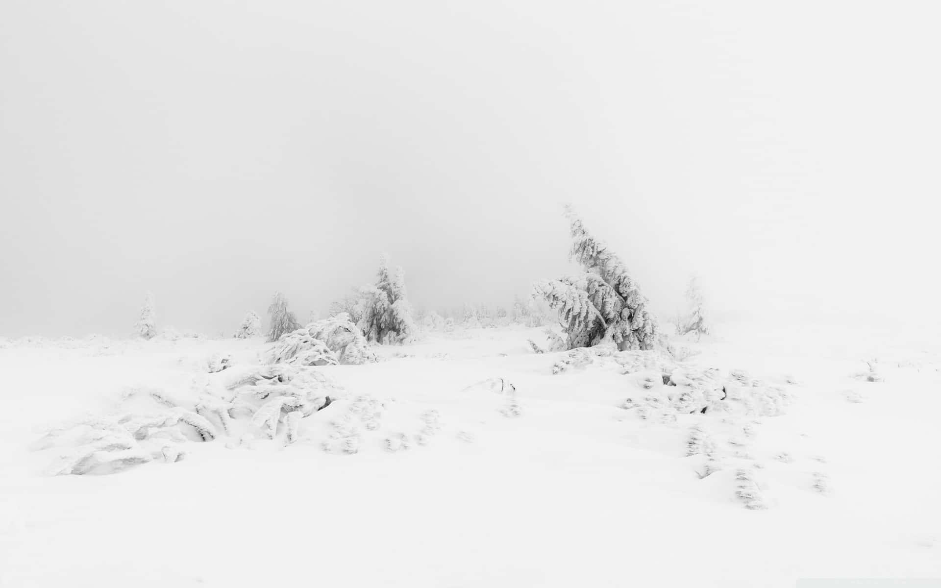 Soft White Aesthetic Landscape Background