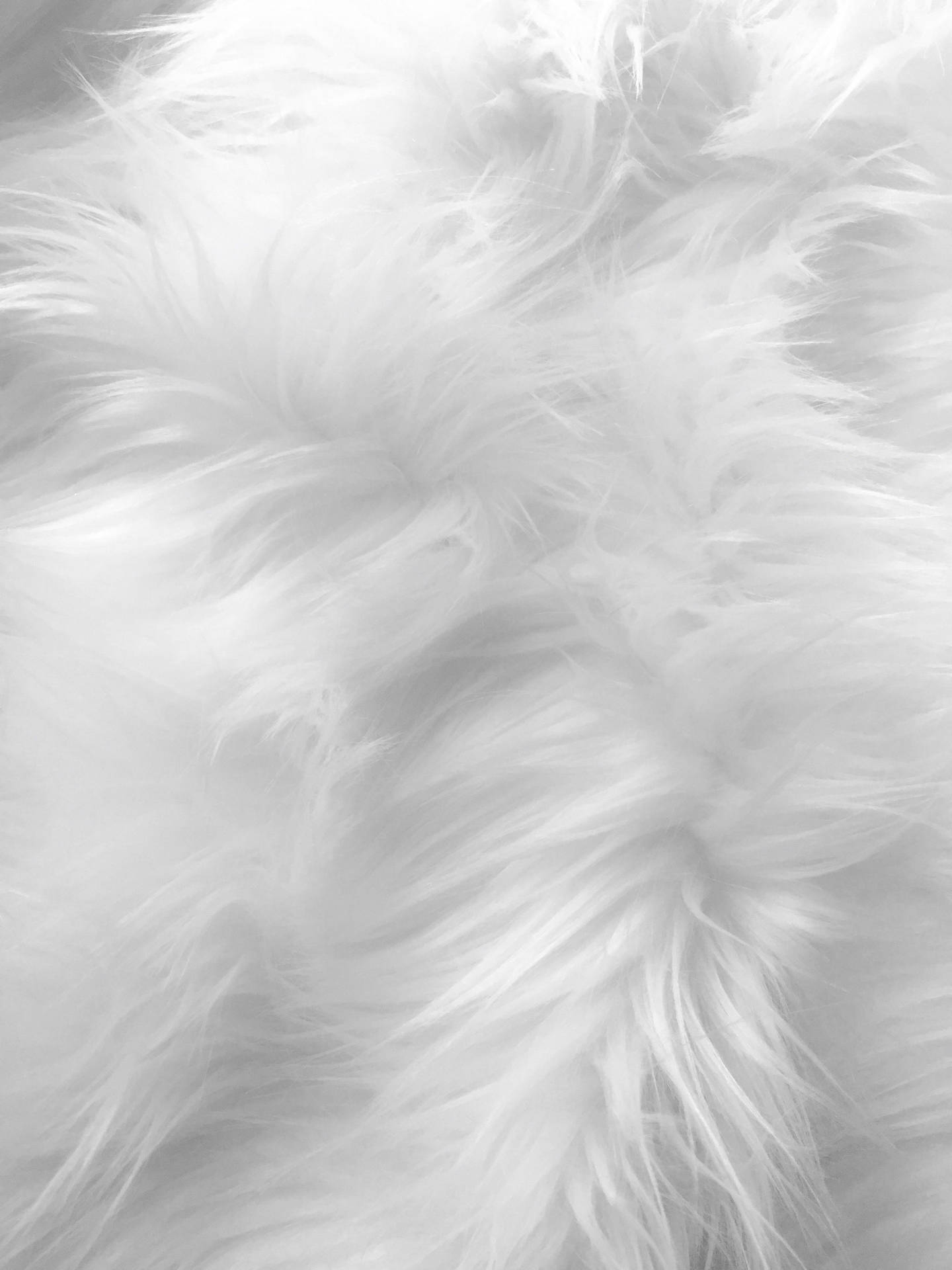 Soft White Animal Fur Background