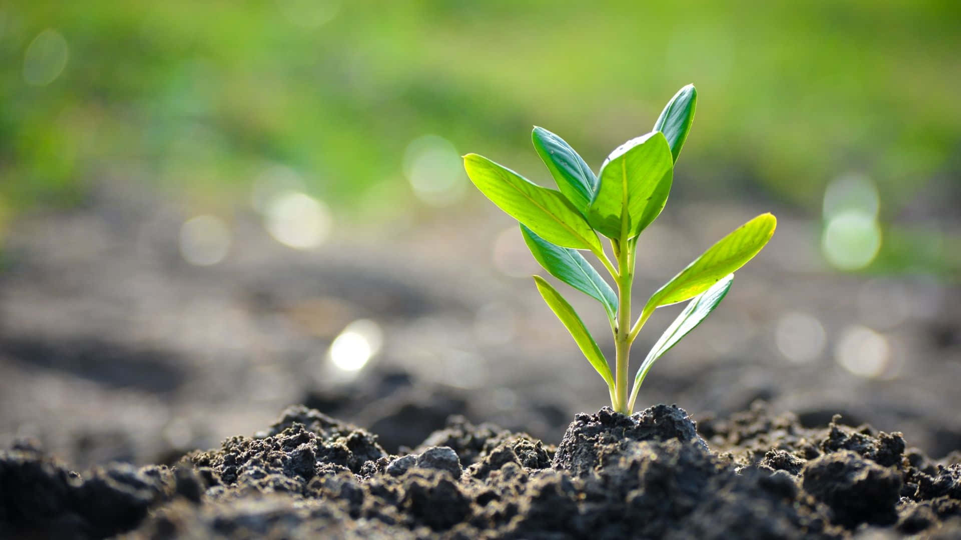 Soil And Soft Green Nature Background