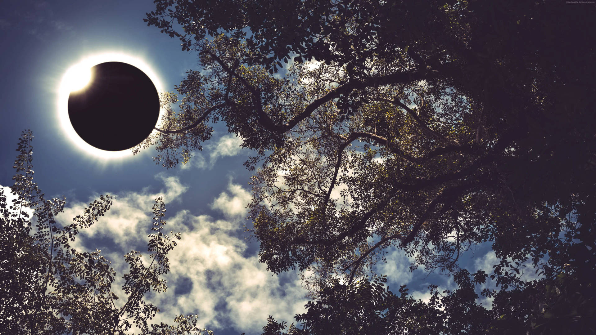 Solar Eclipse In Forest Background