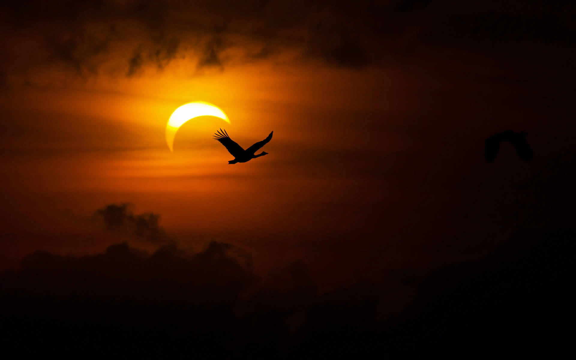 Solar Eclipse With Bird Background