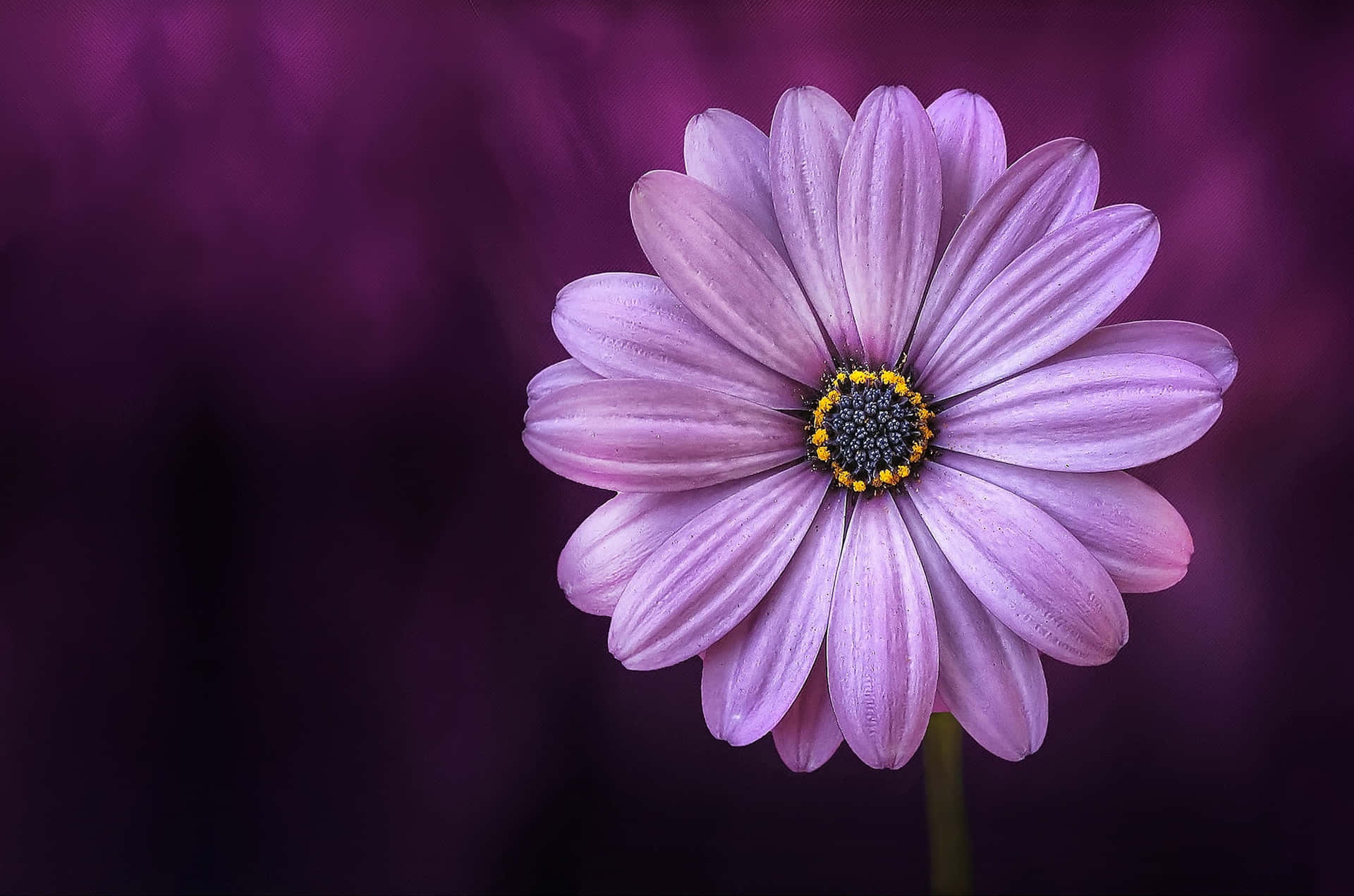 Solid Light Purple Flower Background