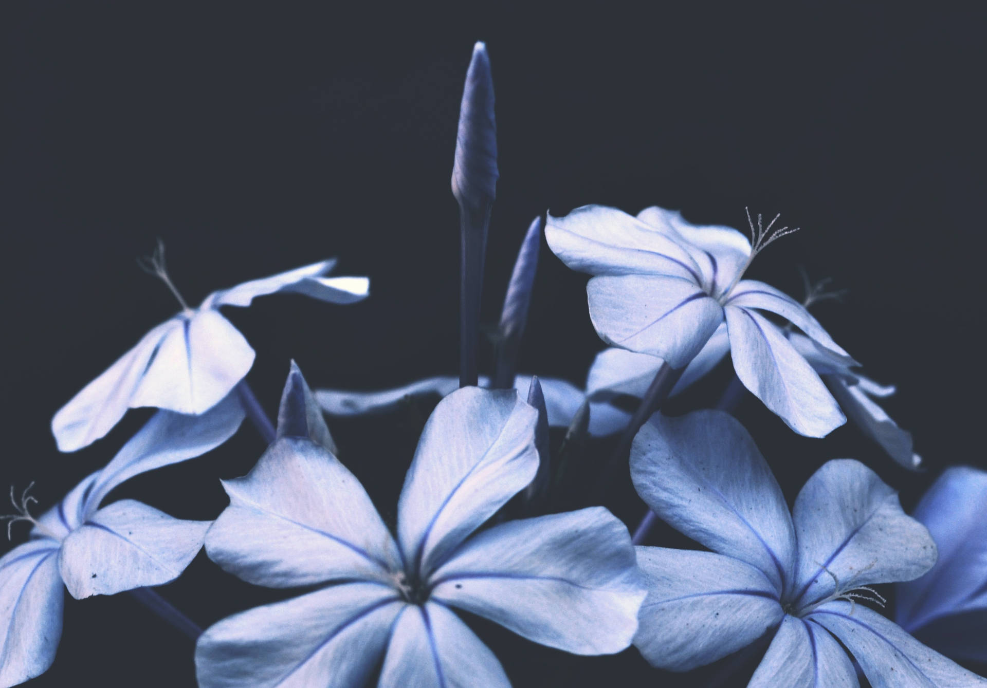 Solid Pastel Color Blue Flower Background