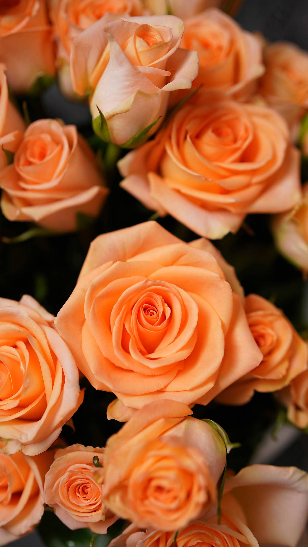 Solid Pastel Color Orange Roses Background