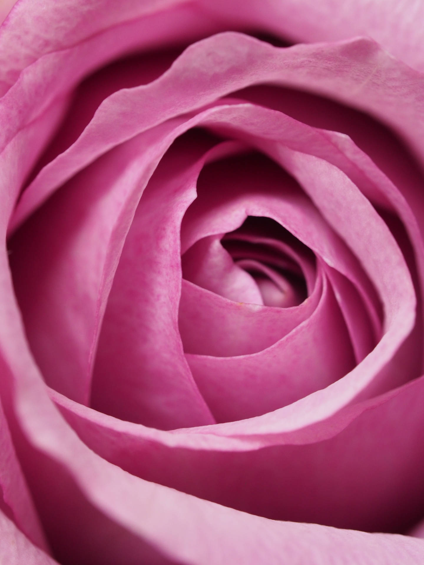 Solid Pastel Color Pink Rose Background