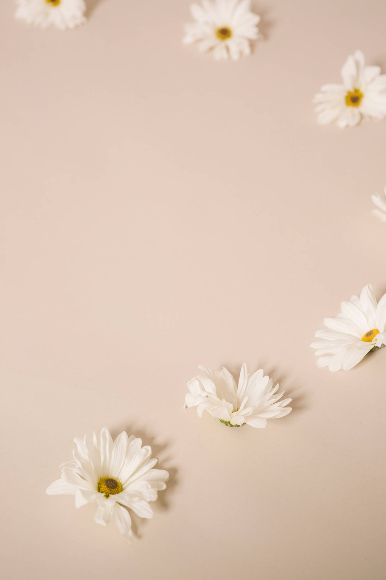 Solid Pastel Color White Flowers Background
