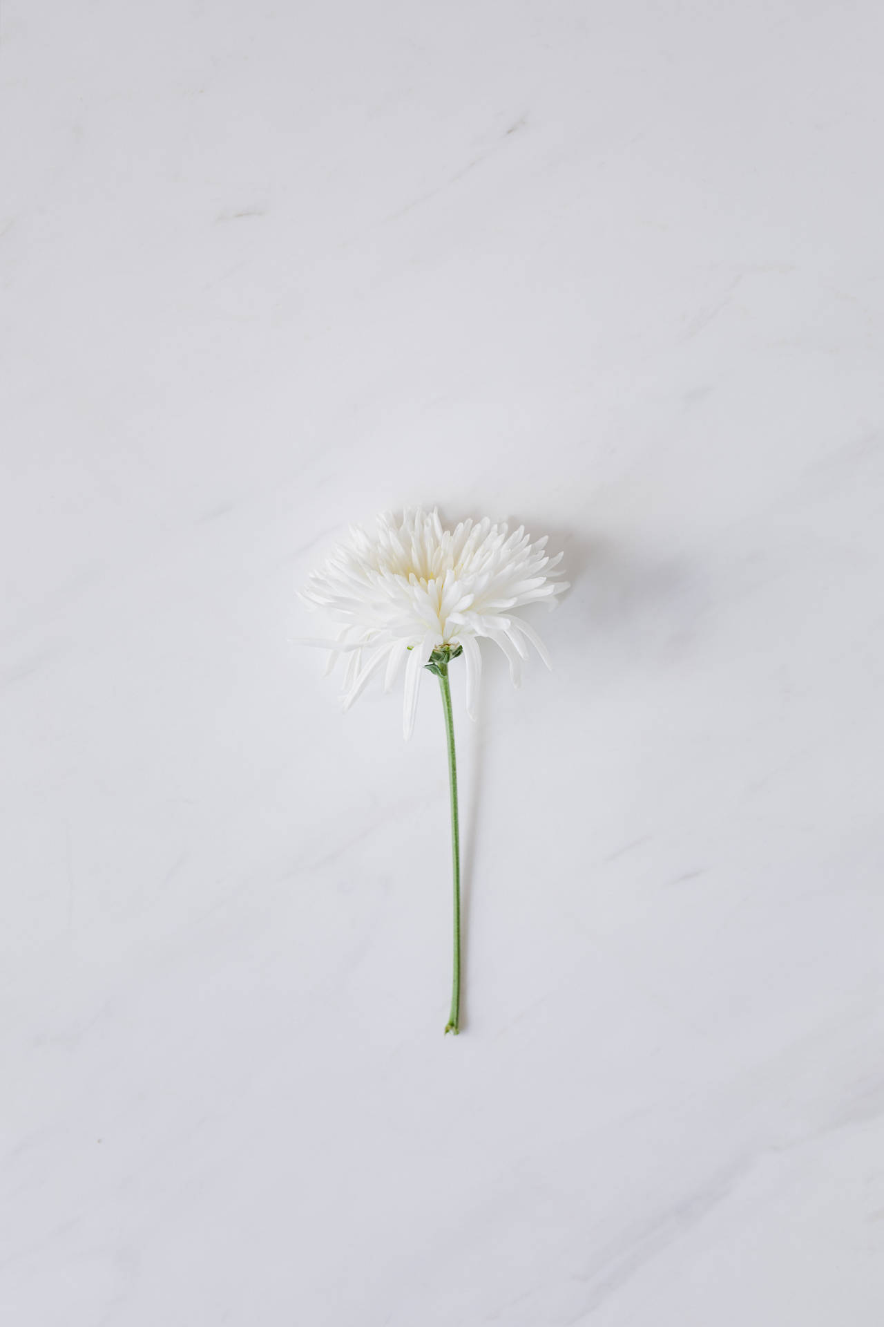Solid White Daisy Flower Background