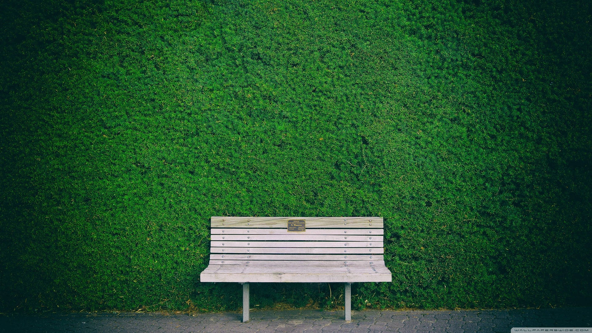 Solitary Bench Against A Mossy Green Wall Background