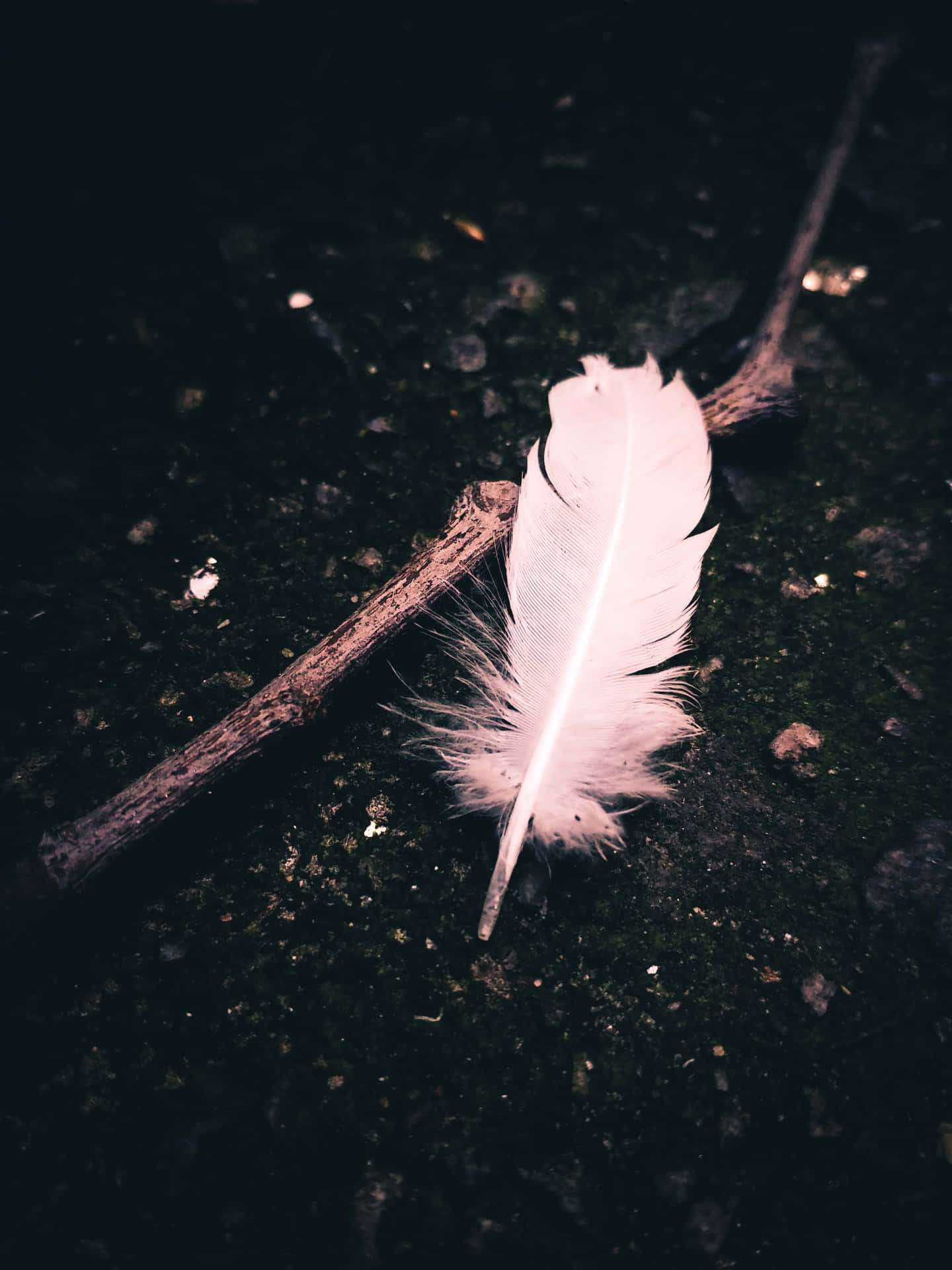 Solitary Feather Dark Background.jpg