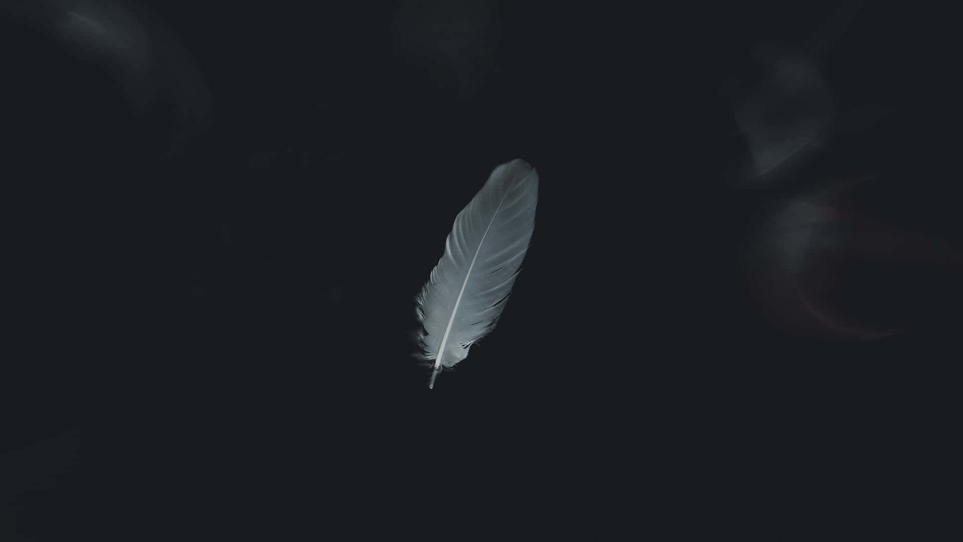 Solitary Featherin Darkness.jpg
