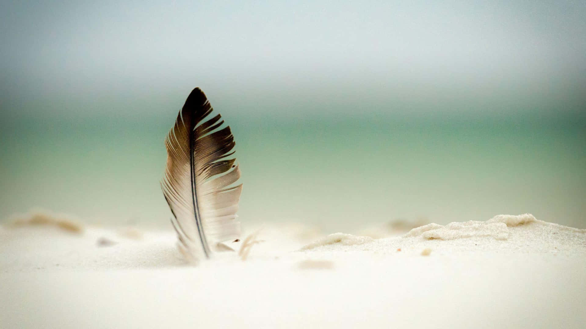 Solitary Featheron Sand.jpg