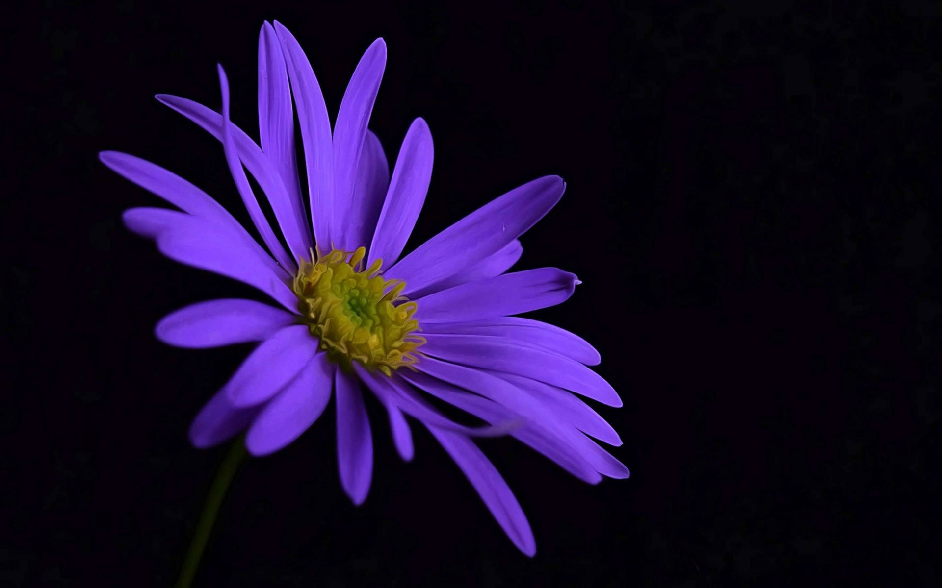 Solitary Purple Flower Background