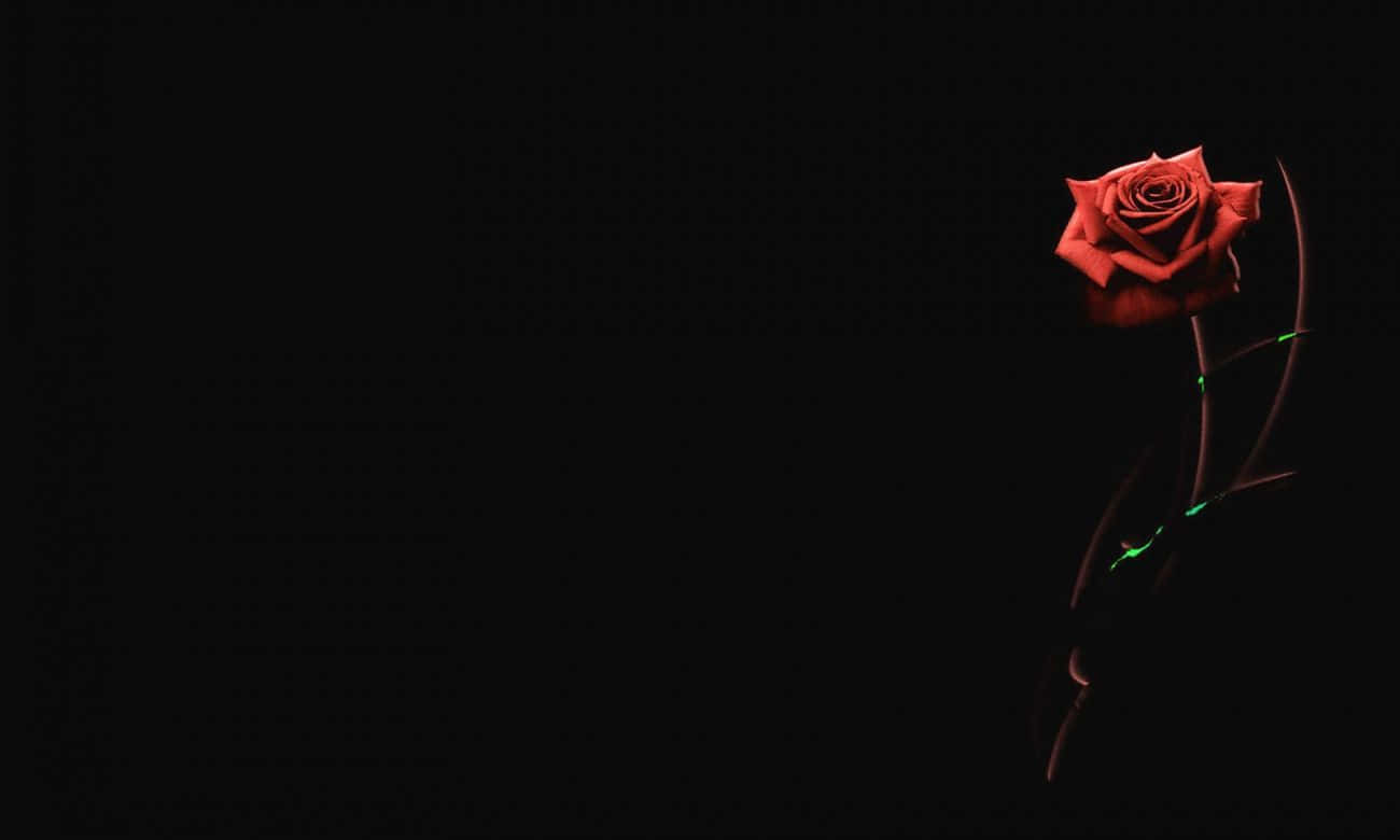 Solitary Red Roseon Black Background Background