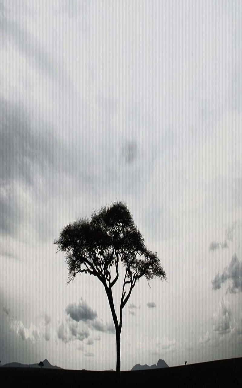 Solitary Tall Tree Background