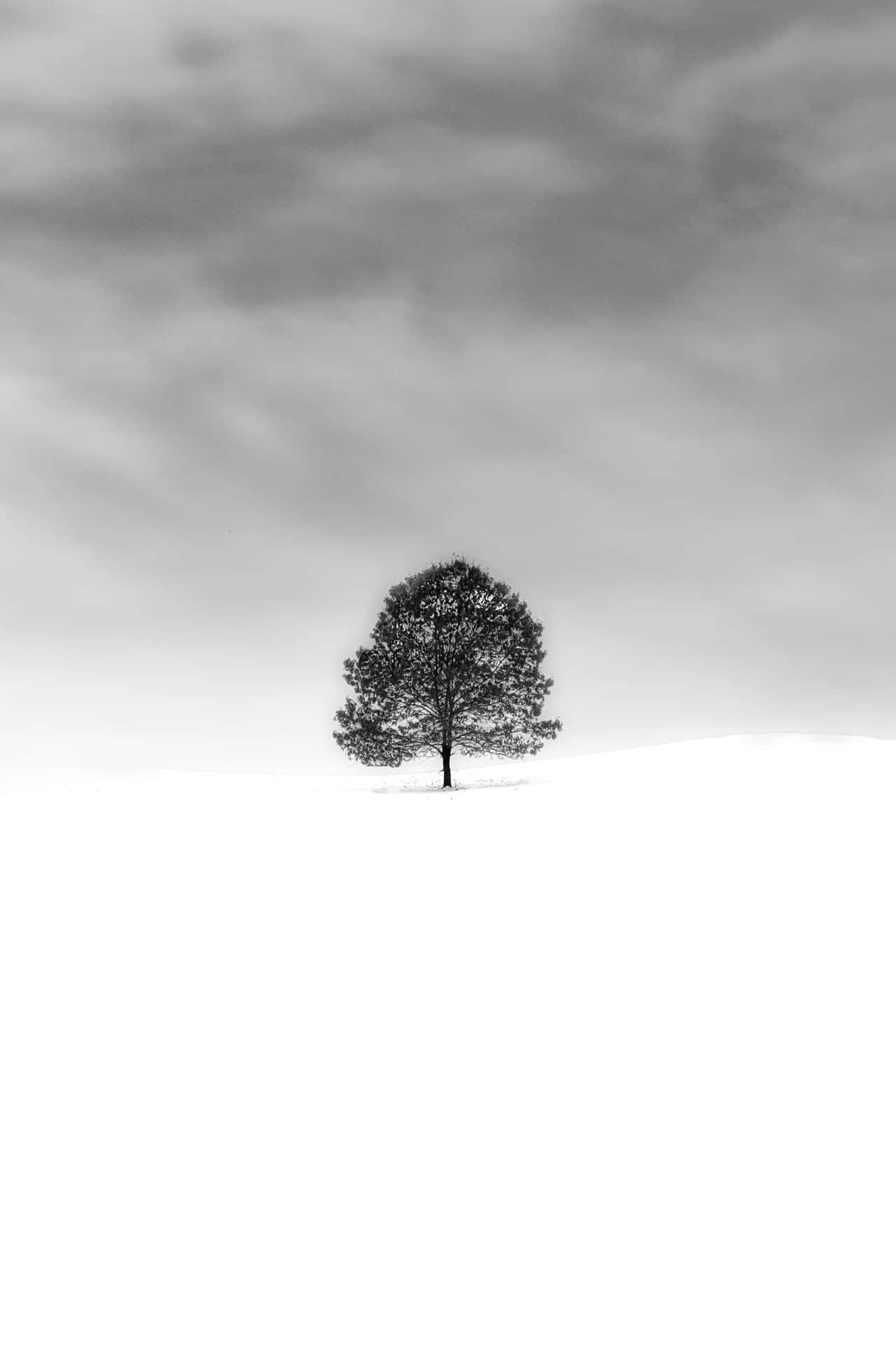 Solitary Tree In Monochrome Landscape Background