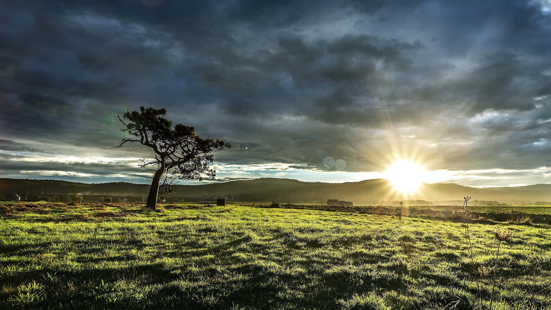 Solitary Tree Sunset Landscape Background