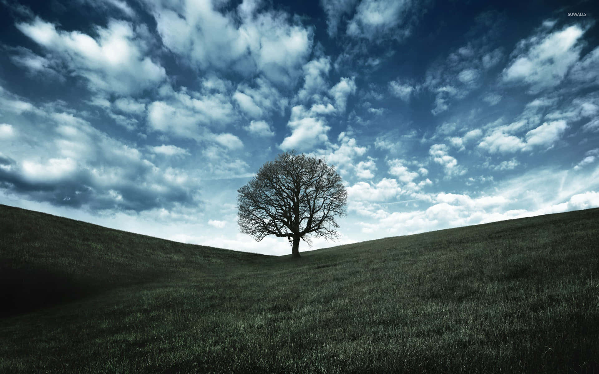 Solitary Tree Under Clear Sky Background