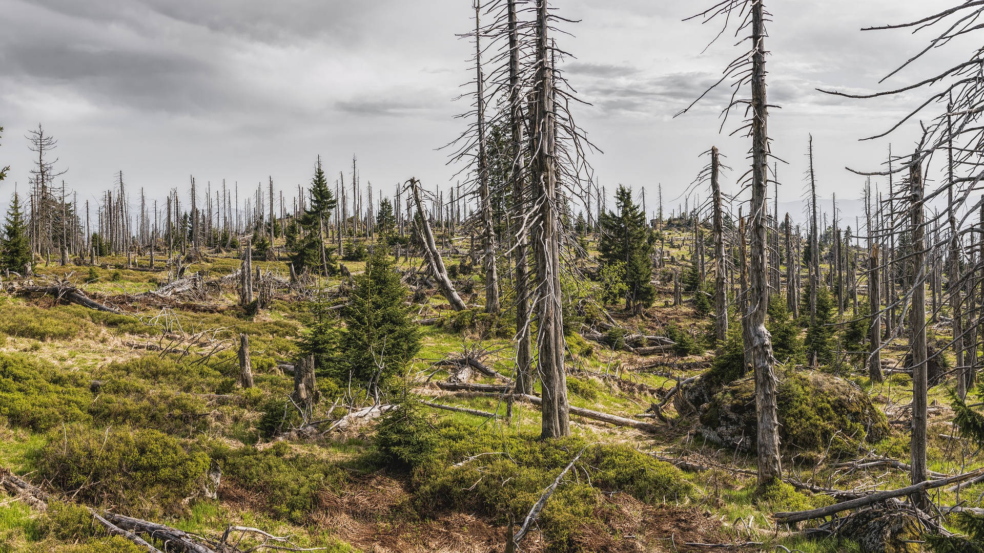 Solitude In Nature, The Silent Woods