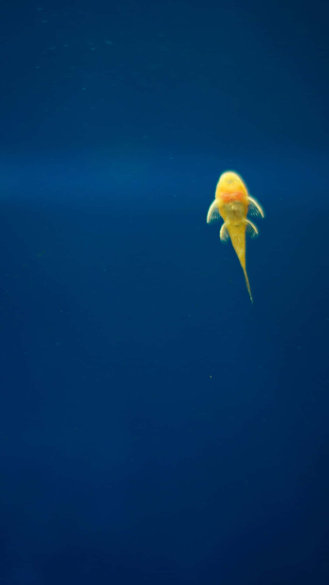 Solo Goldfishin Deep Blue Water Background