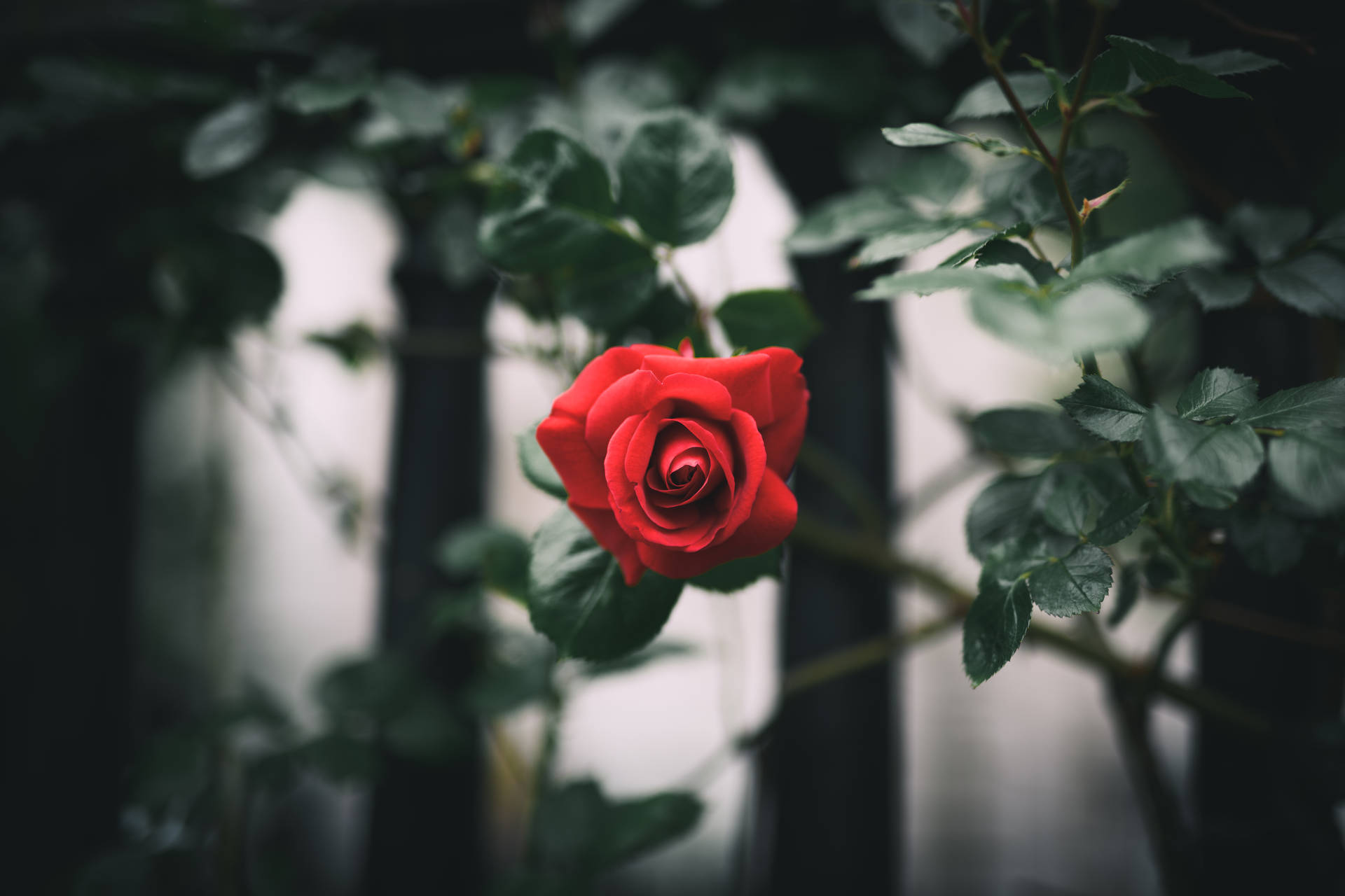 Solo Red Rose Hd Background