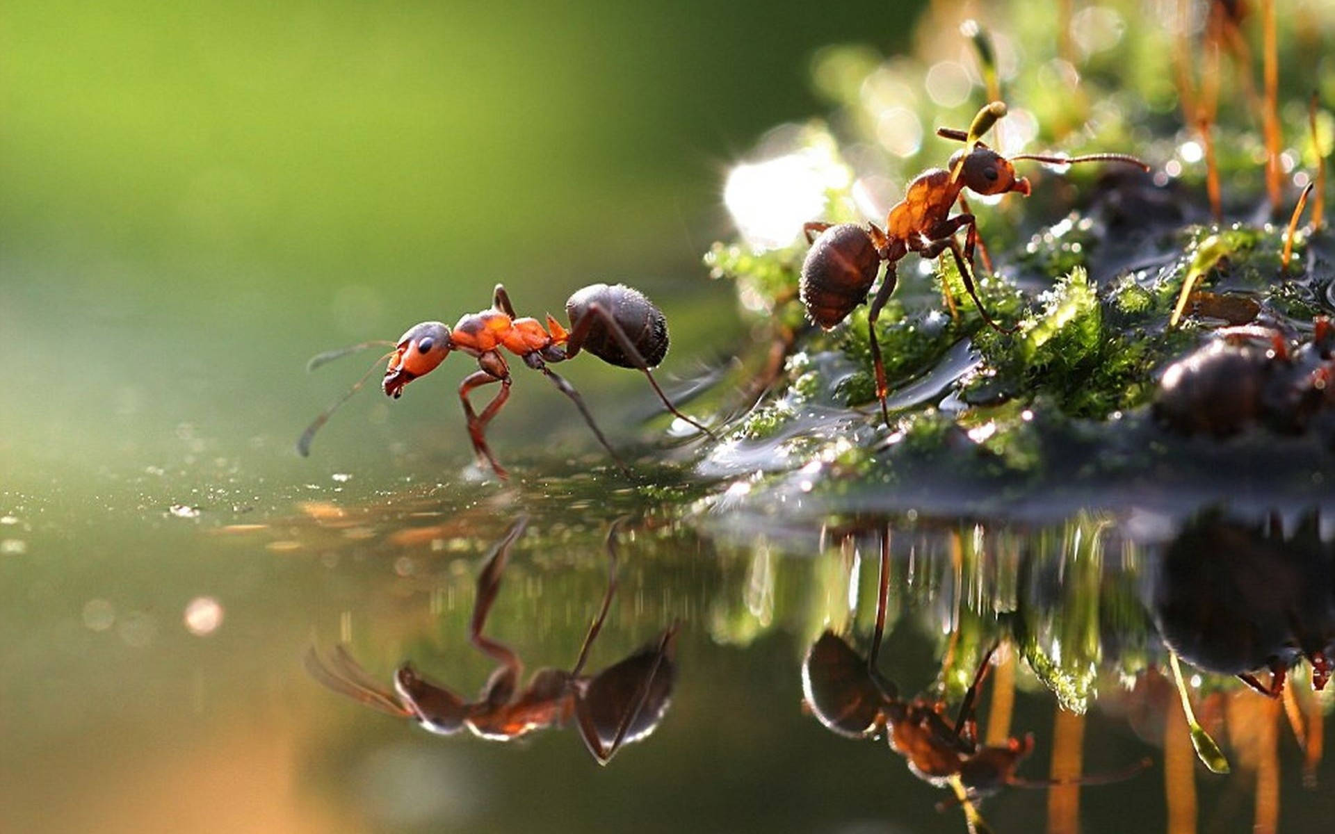 Solo Worker: An Industrious Ant Carrying Food Background