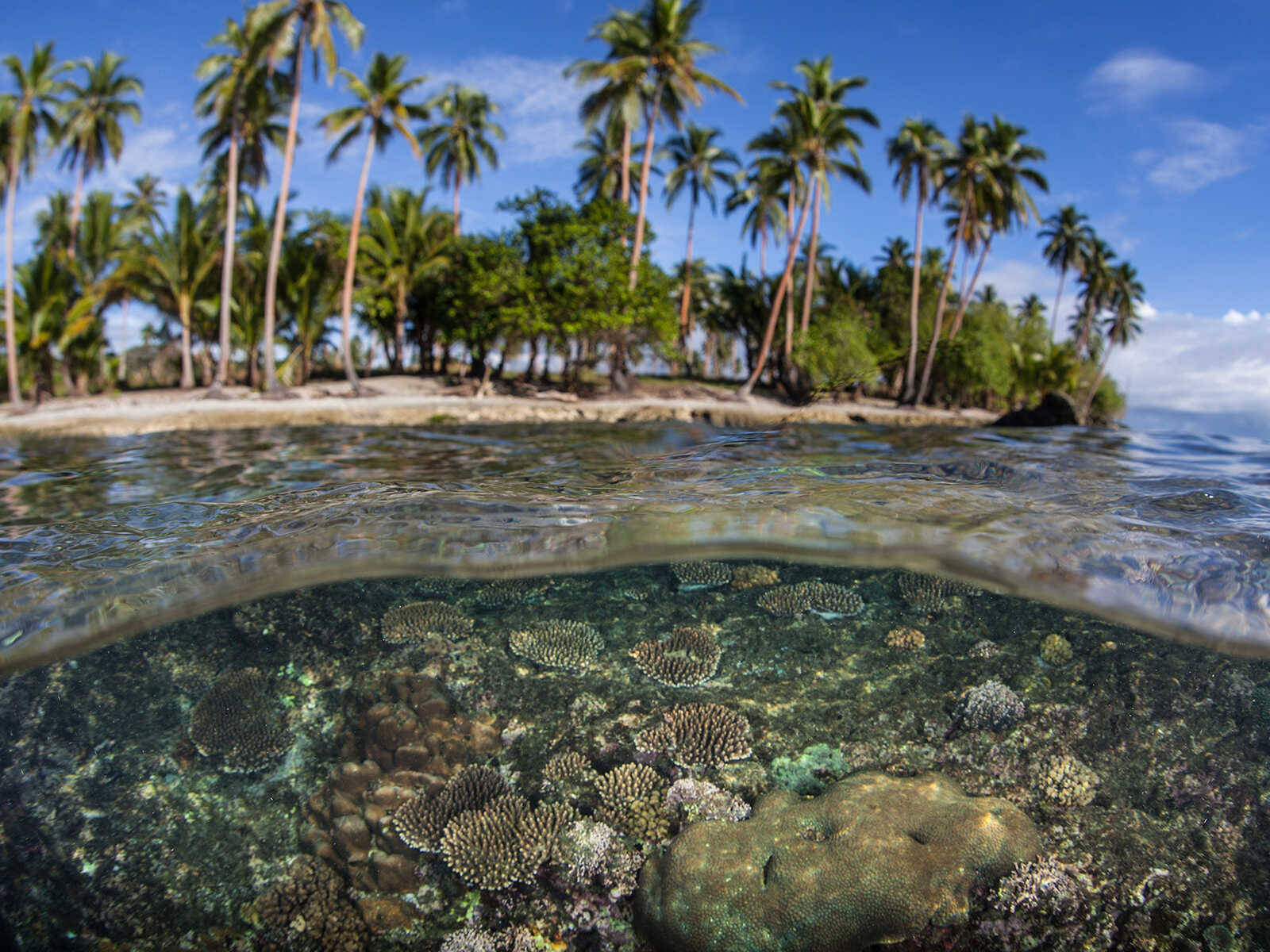 Solomon Islands Sea Urchins Background