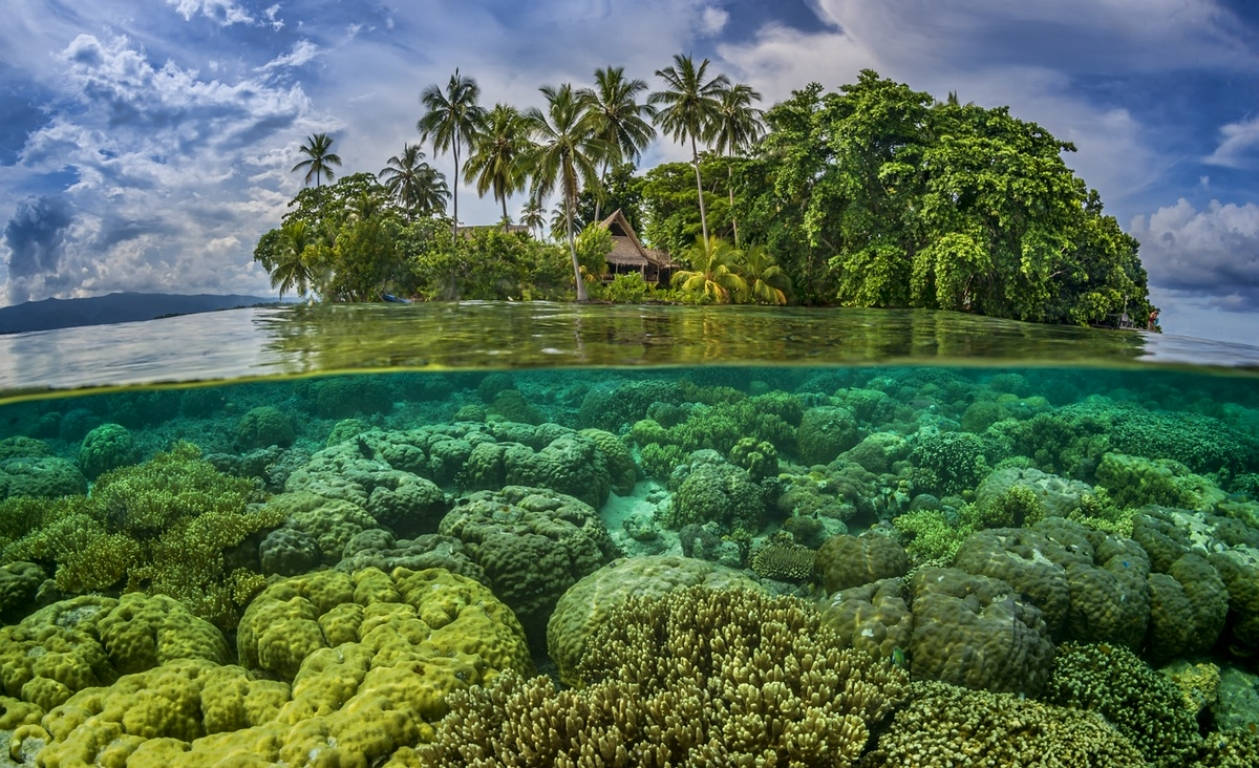 Solomon Islands Underwater View Background