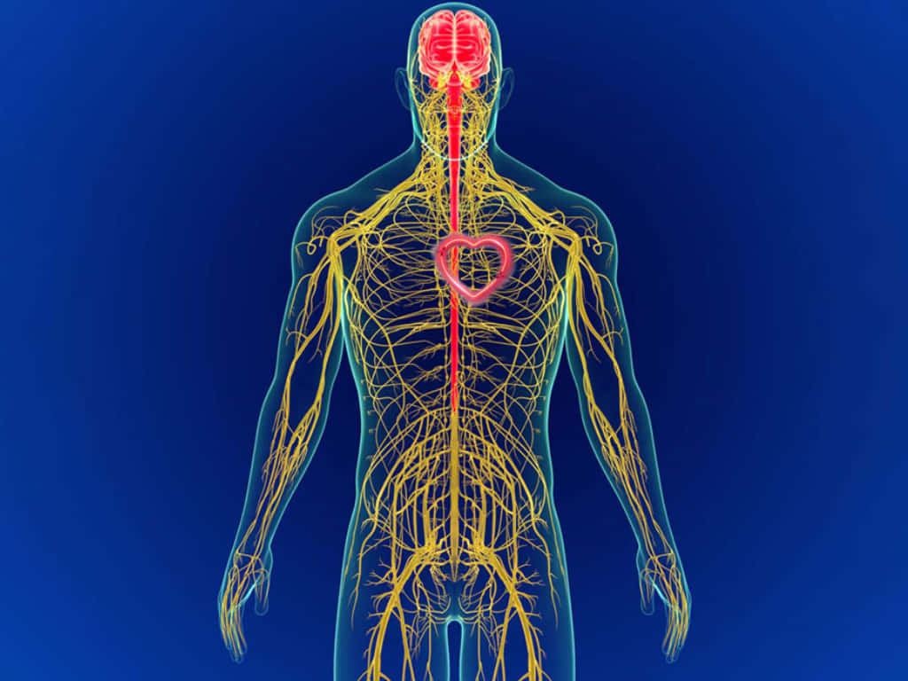 Somatic Nervous System Outline Background