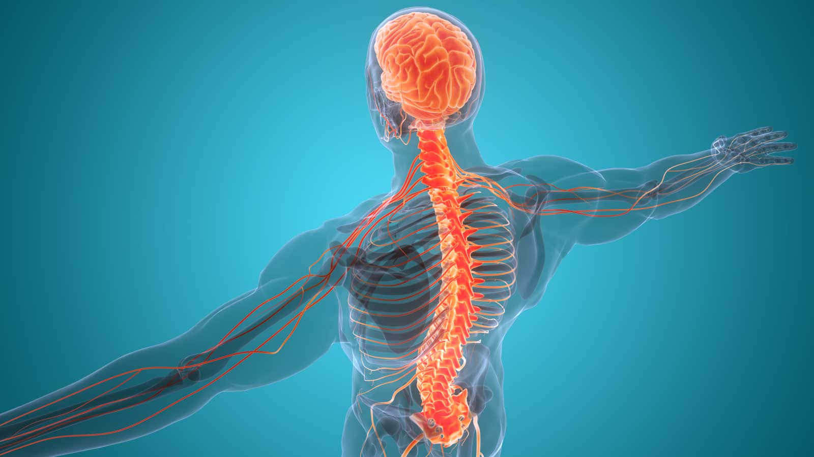 Somatic Nervous System Background