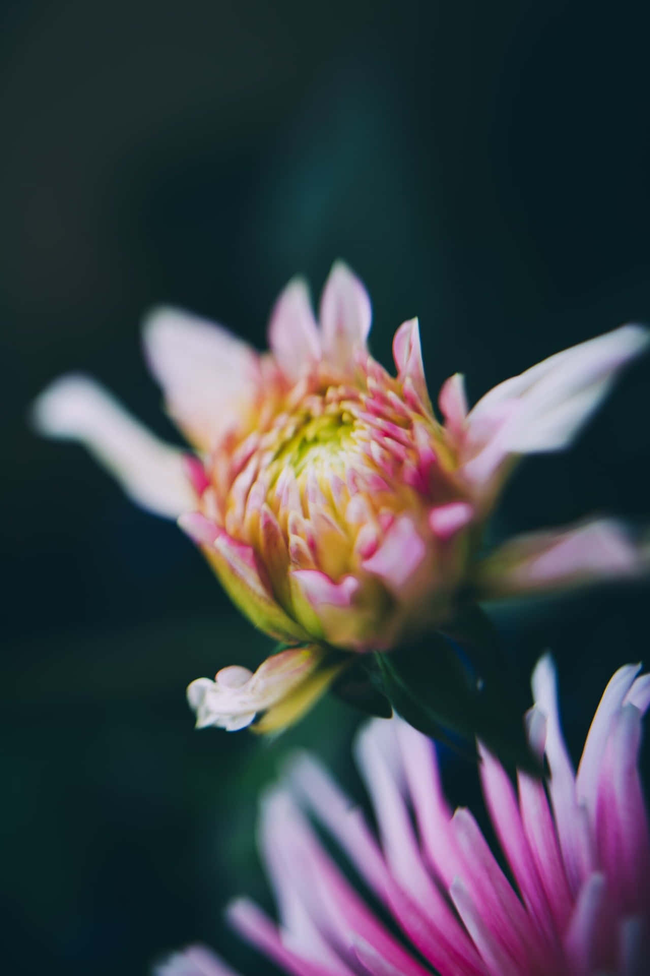 Somatic Purple Flower Background