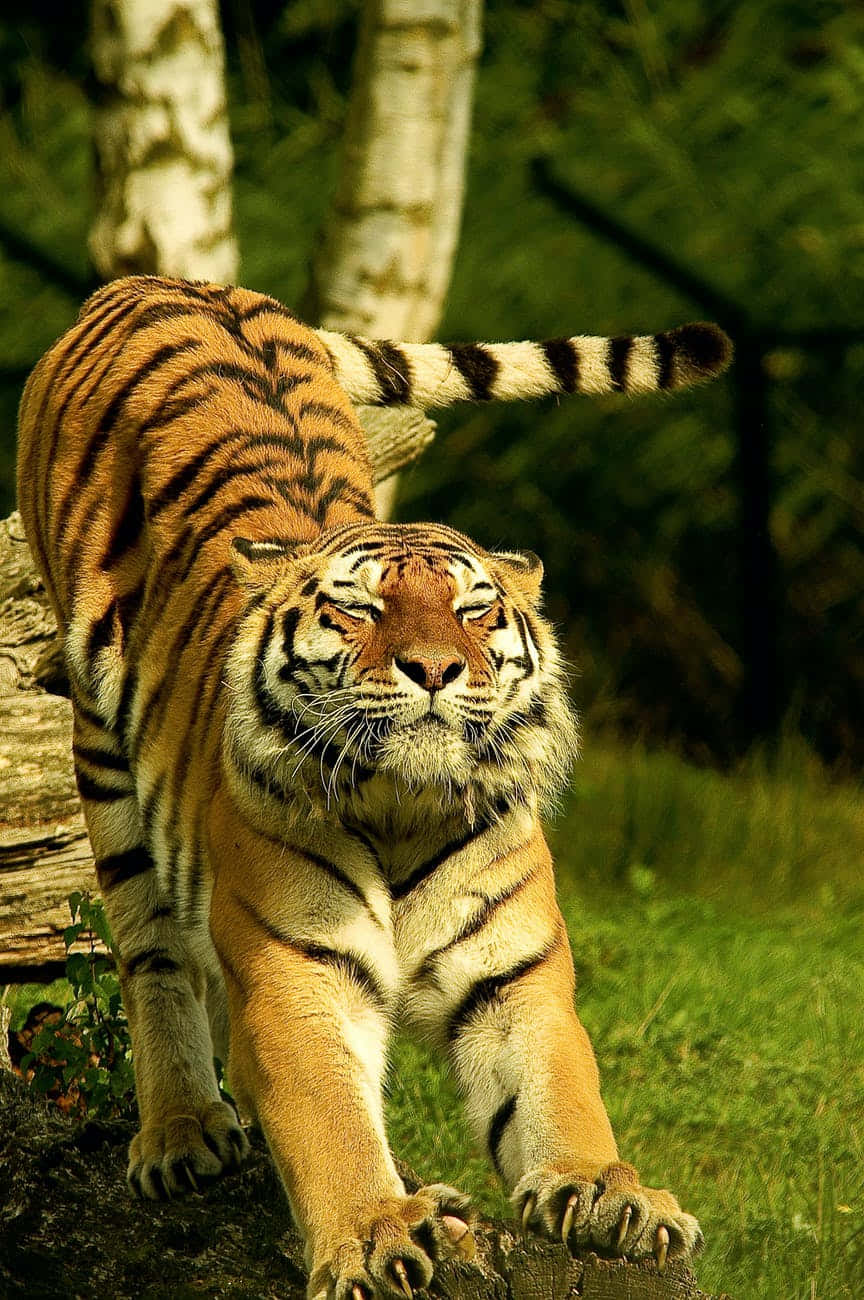 Somatic Tiger Stretching Background