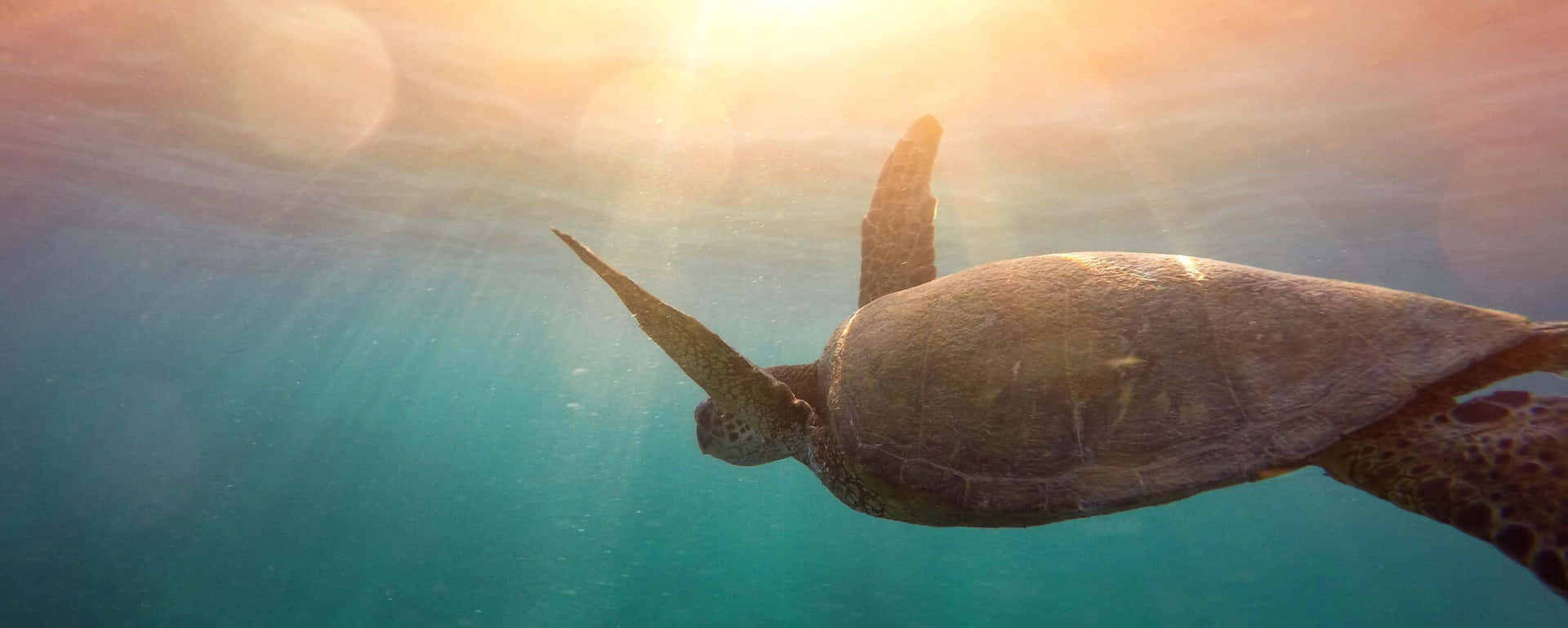 Somatic Turtle Swimming Background