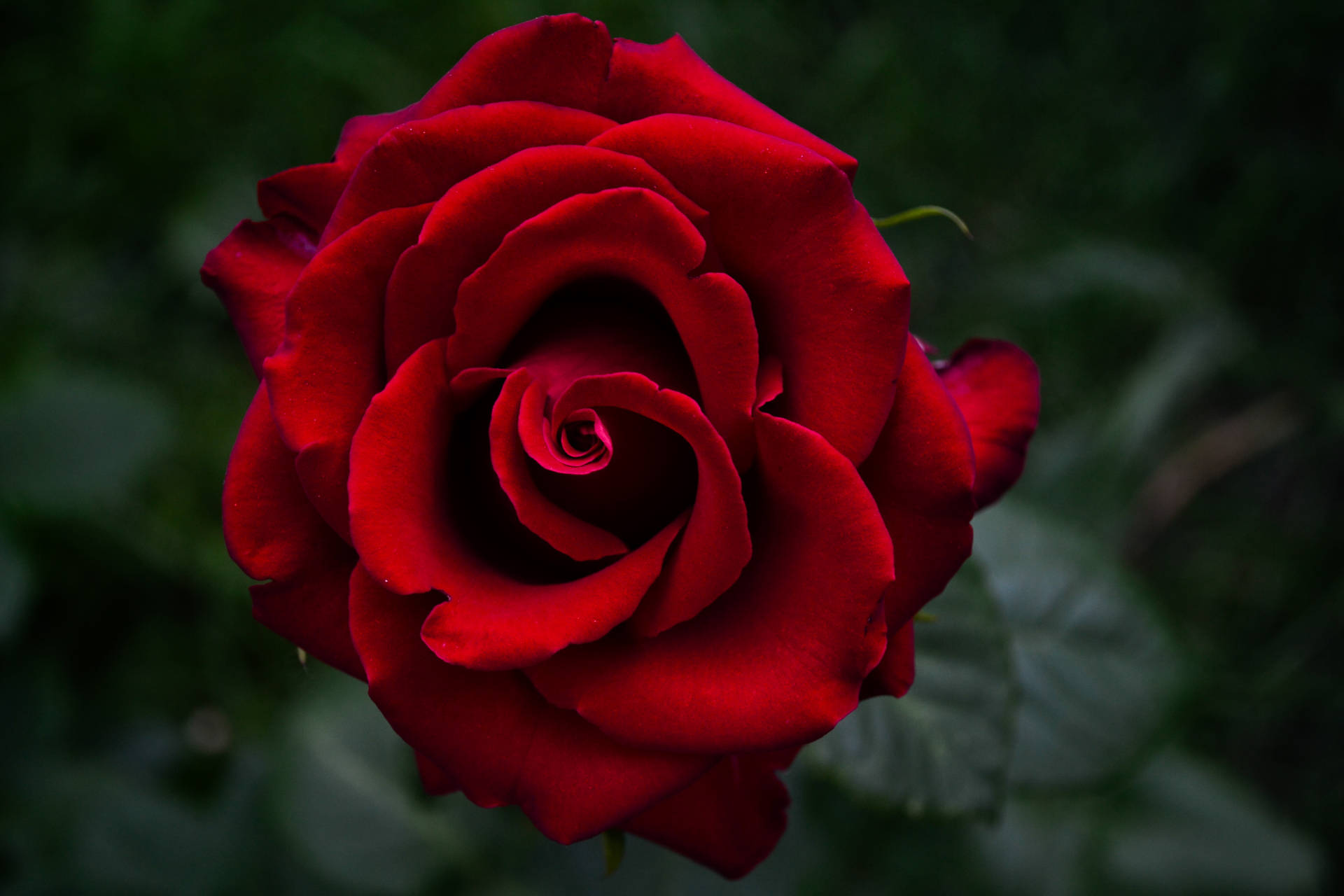 Somber Image Of Beautiful Rose Hd Background