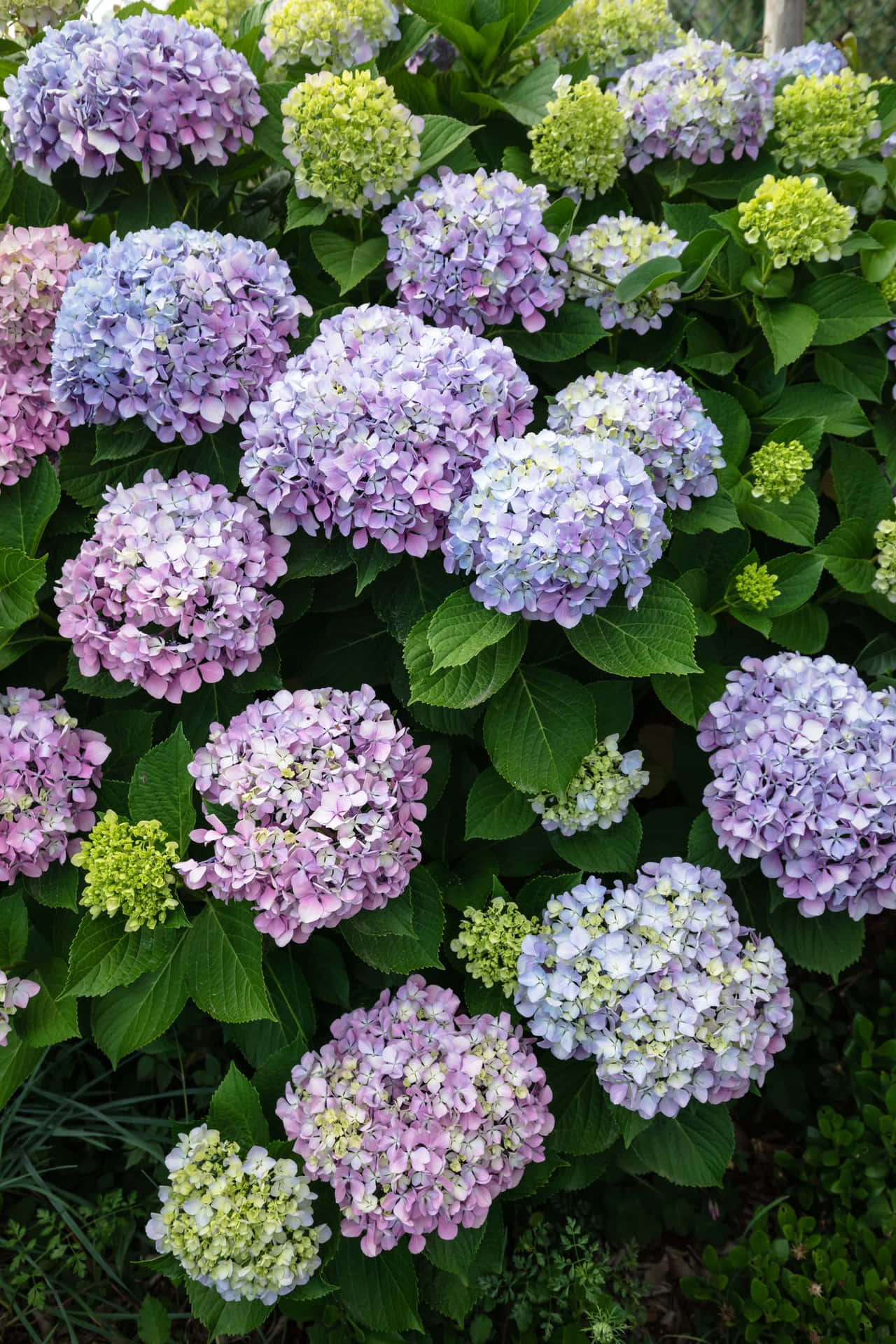 Some Cute Perennial Flowers Background